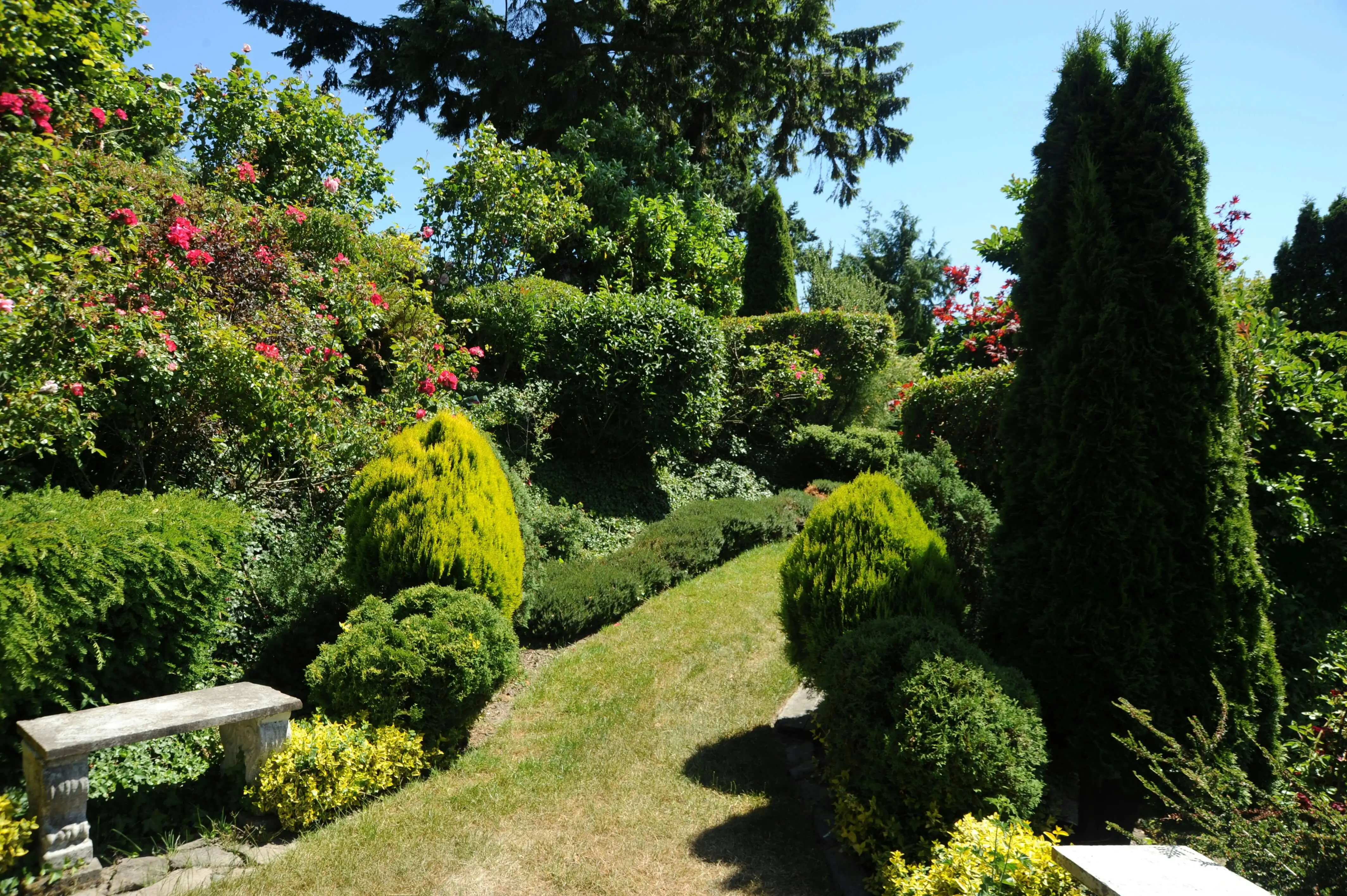 Neatly trimmed hedges in a well-maintained garden.